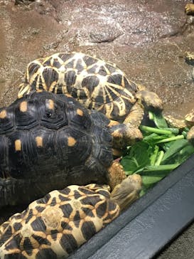 サンシャイン水族館に投稿された画像（2021/3/28）