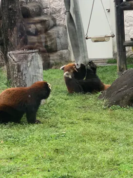 天王寺動物園に投稿された画像（2021/3/28）
