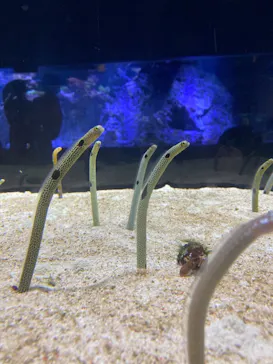 すみだ水族館に投稿された画像（2021/3/28）