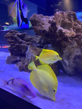 すみだ水族館に投稿された画像（2021/3/28）