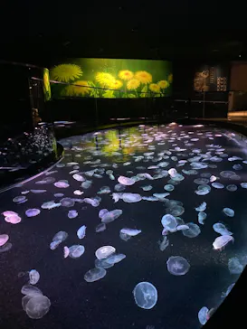 すみだ水族館に投稿された画像（2021/3/28）