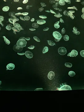 すみだ水族館に投稿された画像（2021/3/28）