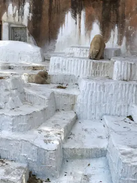 天王寺動物園に投稿された画像（2021/3/28）