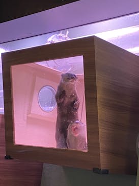 マクセル アクアパーク品川に投稿された画像（2021/3/28）