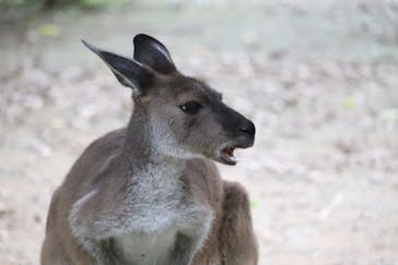 ネオパークオキナワに投稿された画像（2021/3/28）