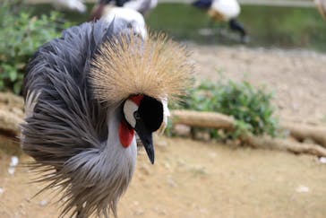 ネオパークオキナワに投稿された画像（2021/3/28）