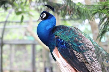 ネオパークオキナワに投稿された画像（2021/3/28）