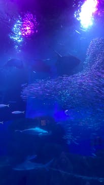 横浜・八景島シーパラダイスに投稿された画像（2021/3/28）