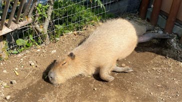 横浜・八景島シーパラダイスに投稿された画像（2021/3/28）