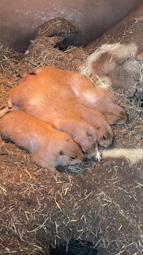 横浜・八景島シーパラダイスに投稿された画像（2021/3/28）