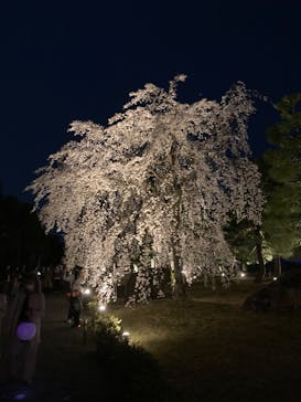 二条城×ネイキッド 二条城夏まつり2021に投稿された画像（2021/3/28）