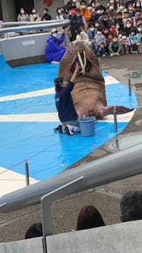 大分マリーンパレス水族館 「うみたまご」に投稿された画像（2021/3/28）