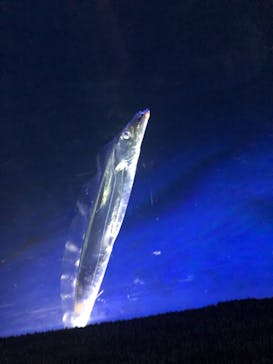 大分マリーンパレス水族館 「うみたまご」に投稿された画像（2021/3/28）