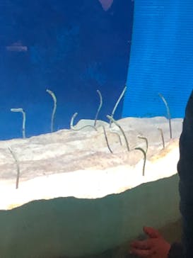 大分マリーンパレス水族館 「うみたまご」に投稿された画像（2021/3/28）