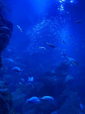 京都水族館に投稿された画像（2021/3/28）