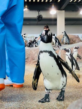 京都水族館に投稿された画像（2021/3/28）