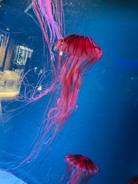 京都水族館に投稿された画像（2021/3/28）