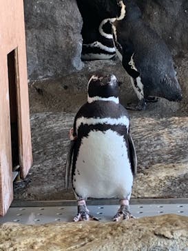 しながわ水族館に投稿された画像（2021/3/28）