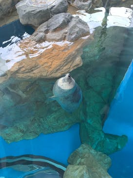 しながわ水族館に投稿された画像（2021/3/28）