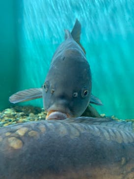 しながわ水族館に投稿された画像（2021/3/28）