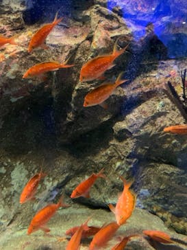 しながわ水族館に投稿された画像（2021/3/28）