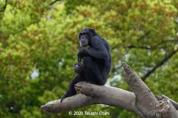 天王寺動物園に投稿された画像（2021/3/28）
