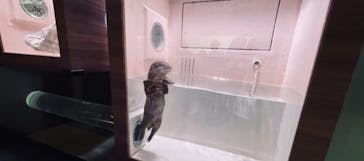 マクセル アクアパーク品川に投稿された画像（2021/3/28）