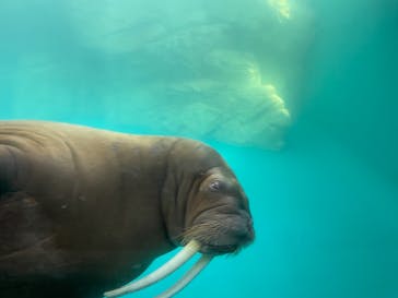 大分マリーンパレス水族館 「うみたまご」に投稿された画像（2021/3/28）