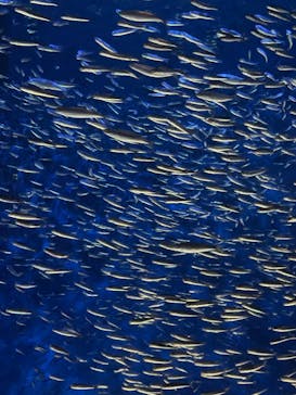 大分マリーンパレス水族館 「うみたまご」に投稿された画像（2021/3/28）