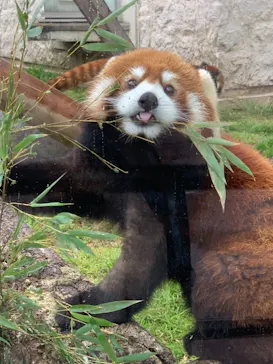 天王寺動物園に投稿された画像（2021/3/28）