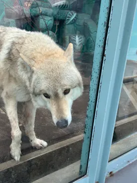 天王寺動物園に投稿された画像（2021/3/28）