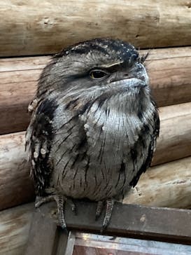 神戸どうぶつ王国に投稿された画像（2021/3/28）