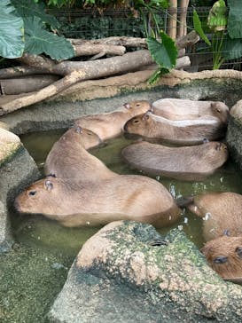 神戸どうぶつ王国に投稿された画像（2021/3/28）