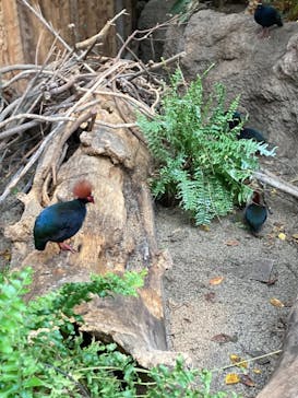 神戸どうぶつ王国に投稿された画像（2021/3/28）