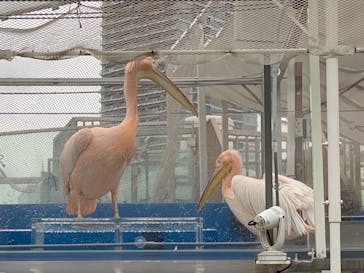 サンシャイン水族館に投稿された画像（2021/3/28）