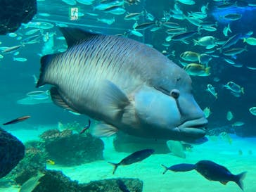 サンシャイン水族館に投稿された画像（2021/3/28）