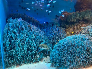 サンシャイン水族館に投稿された画像（2021/3/28）