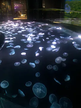 すみだ水族館に投稿された画像（2021/3/28）