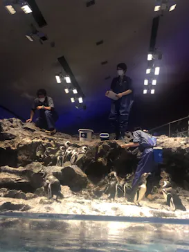 すみだ水族館に投稿された画像（2021/3/28）