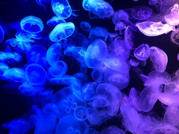 マリンワールド海の中道に投稿された画像（2021/3/28）