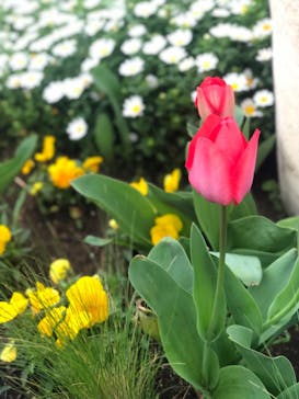 横浜・八景島シーパラダイスに投稿された画像（2021/3/28）