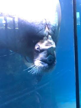 横浜・八景島シーパラダイスに投稿された画像（2021/3/28）