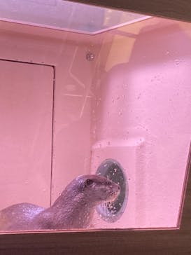 マクセル アクアパーク品川に投稿された画像（2021/3/28）