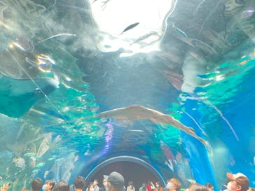 マクセル アクアパーク品川に投稿された画像（2021/3/28）