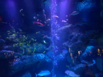 すみだ水族館に投稿された画像（2021/3/28）