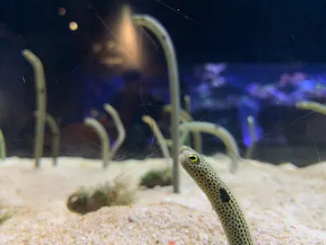 すみだ水族館に投稿された画像（2021/3/28）