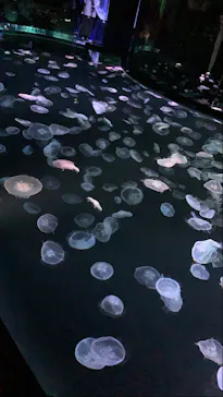 すみだ水族館に投稿された画像（2021/3/28）