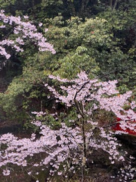 アソビュー株式会社　150881に投稿された画像（2021/3/28）