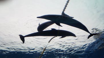 横浜・八景島シーパラダイスに投稿された画像（2021/3/28）