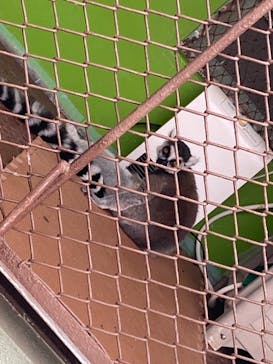 別府ケーブルラクテンチに投稿された画像（2021/3/28）